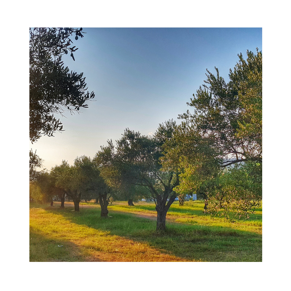 Oliwa Extra Virgin Olive 100% włoska - obrazek 3