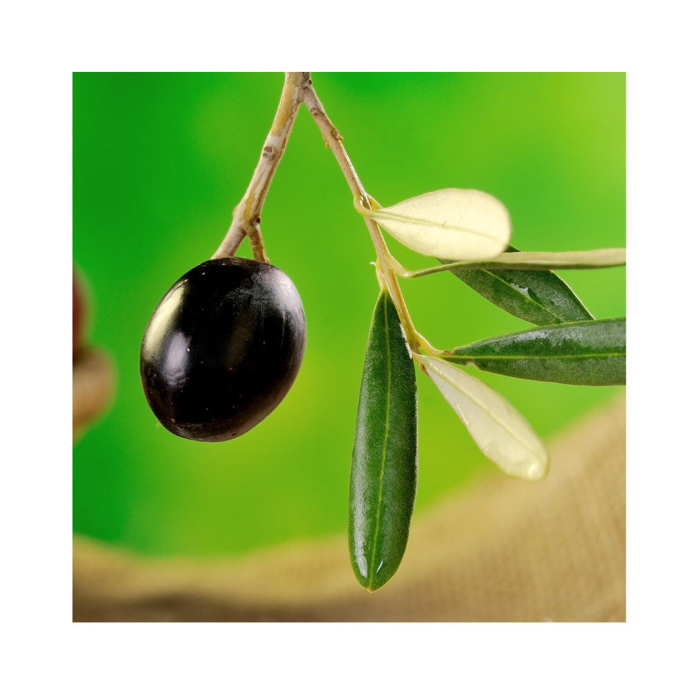 Oliwa Extra Virgin Olive 100% włoska - obrazek 5