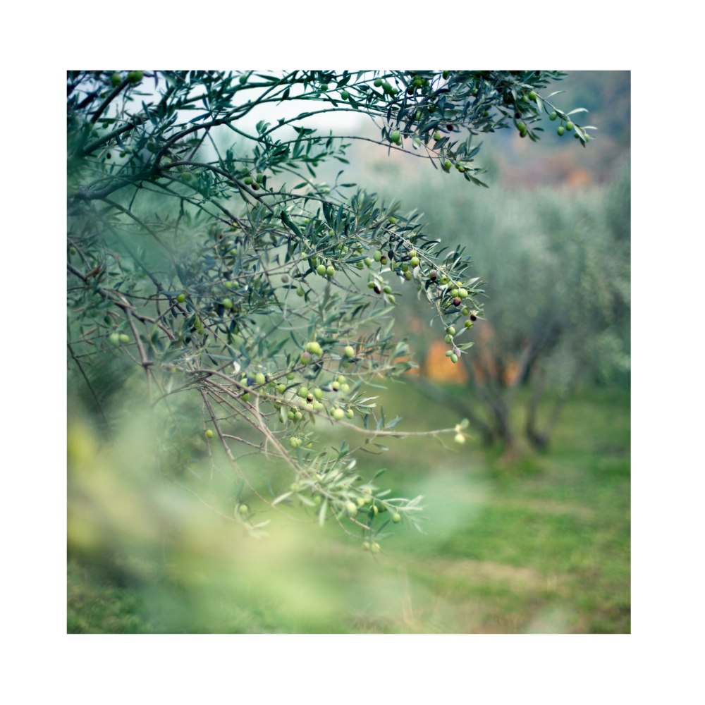Oliwa Extra Virgin Olive 100% włoska - obrazek 4